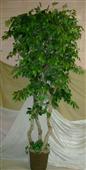 9 ft Silk Ficus Tree